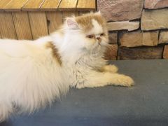 -猫的茶·猫咖