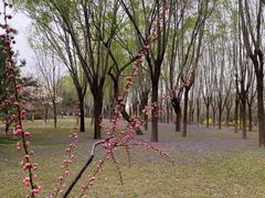 -大望京公园