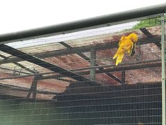 -新加坡飞禽公园
