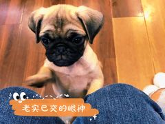 -柯斗斗主题餐厅·狗咖·围炉煮茶·茶饮(国瑞升平里店)