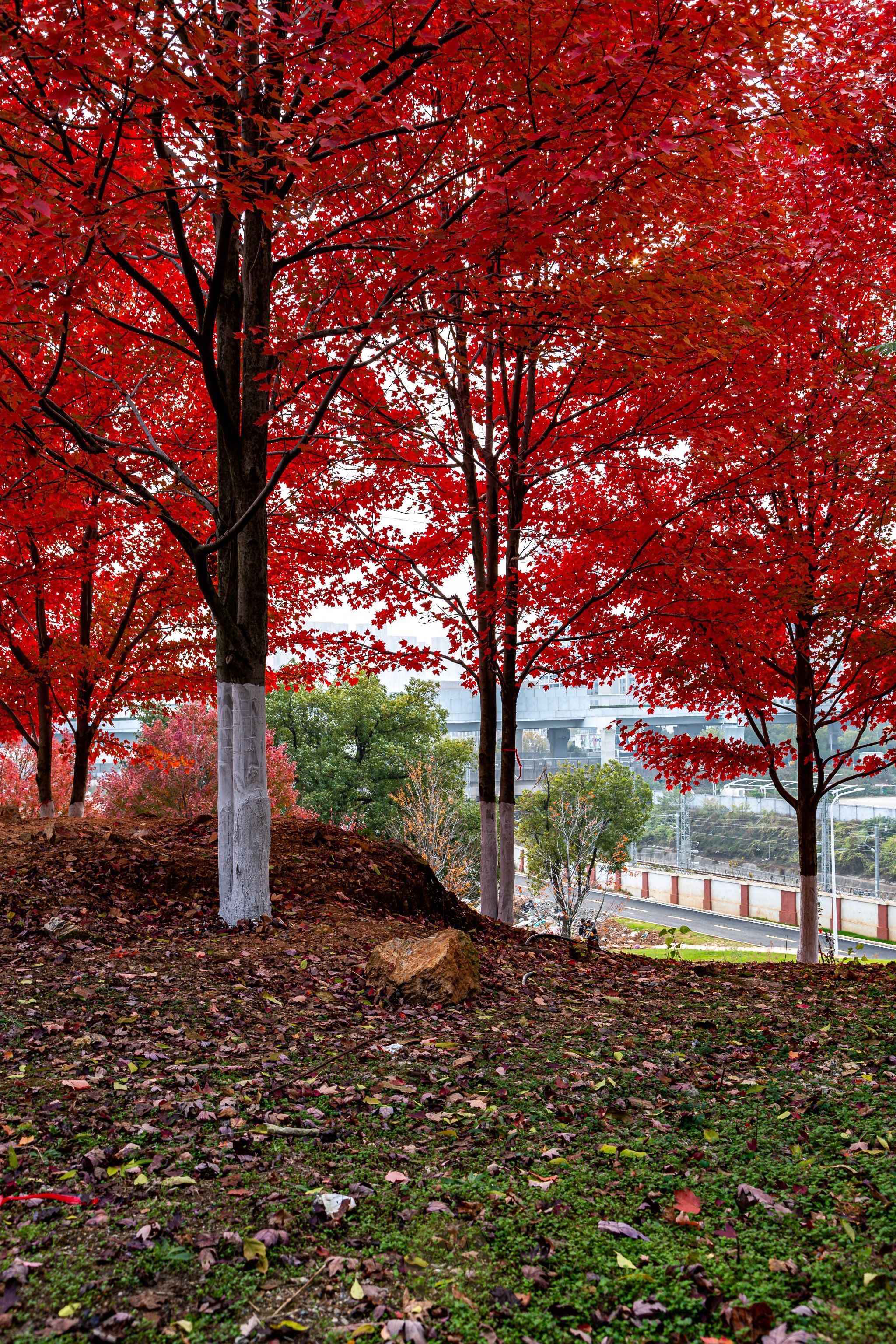 文华学院的枫树林