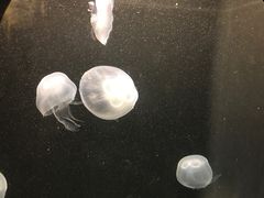 -凯莉-塔尔敦海洋生物水族馆