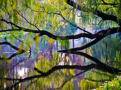 -上海共青森林公园