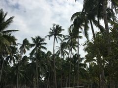 -东郊椰林