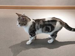 -飞行喵MR PILOT|猫舍·猫咖(静安大融城店)