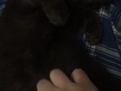 -Bastet sally猫舍购宠(静安店)