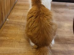 -猫的茶·猫咖