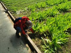 -万源龙顺度假庄园生态观光园