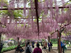 -嘉定紫藤园