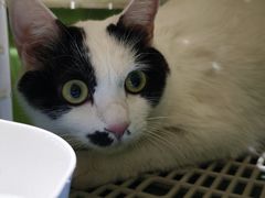 -艾贝尔宠物医院·24H转诊中心·肿瘤猫专科(江宁双龙店)