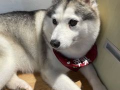 -Husky Go! 哈士奇体验馆·宠物咖啡厅狗咖