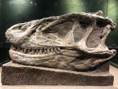 -自贡恐龙博物馆