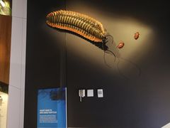 -墨尔本博物馆(Melbourne Museum)