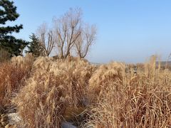 -羊亭河湿地公园