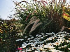 -深圳国际园林花卉博览园