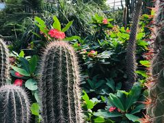 -呀路古热带植物园