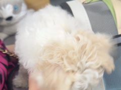 -pd派德宠物中心医院24H急重症·眼科中心·血液透析中心(嵩山北路店)