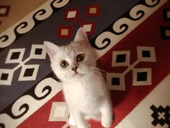 -猫大福·Fortune Cat猫舍(百子湾店)