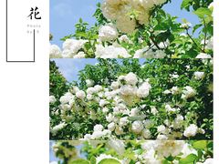 -上海滨江森林公园