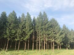 -塞罕坝国家级自然保护区