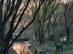 -上海共青森林公园