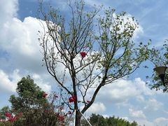 -光明小镇欢乐田园