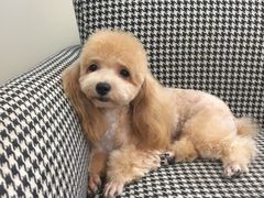 -多卡布奇宠物生活馆(上林世家店)