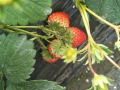 -胜丰草莓采摘园