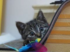 -纳吉亚猫专科动物医院博雅分院