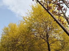 -洨河生态公园