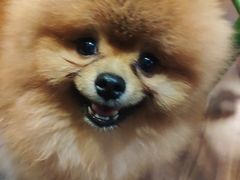 -柯斗斗主题餐厅·狗咖·围炉煮茶·茶饮(国瑞升平里店)