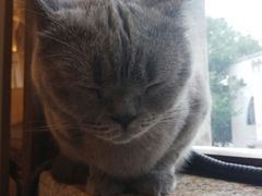 -more than meow吴止猫主题餐厅(承德 中船汇店)