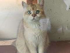 -米乐乖乖猫咪咖啡馆·猫咖(深圳湾后海汇店)