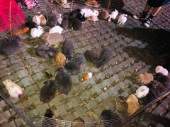 -大学城夜市大排档(凤栖路店)