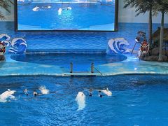-海合安成都极地海洋公园