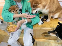 -柴源莊·柴小宠柴犬咖啡