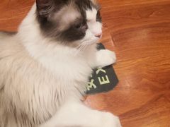 -猫小院猫主题咖啡厅(北锣店)