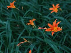 -长春市南湖公园