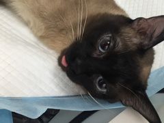 -佳怡动物医院·平价24小时·猫专科骨外科