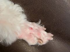 -中农大我爱我爱24h动物医院·中医针灸·猫专科·骨科医疗中心(双井店)