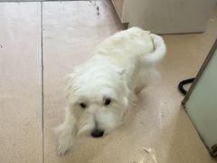 -瑞派·关忠动物医院·猫专科·犬专科(三环新城店)