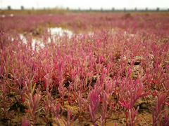 -黄海国家森林公园