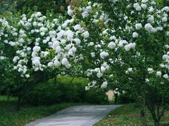 -上海共青森林公园