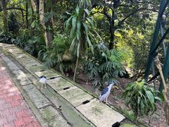 -吉隆坡雀鸟公园