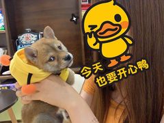 -逗柴咖啡屋·狗咖猫咖宠物桌游