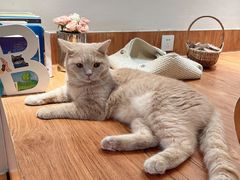 -有猫主题·治愈系猫咖(曾厝垵店)