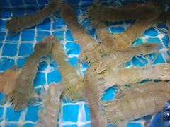 -蓝珊甄选海鲜自助·火锅大排档(近阿那亚店)