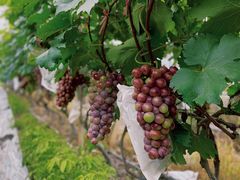 -麦园农庄·西江河鲜