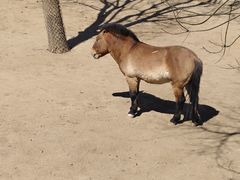 -石家庄市动物园