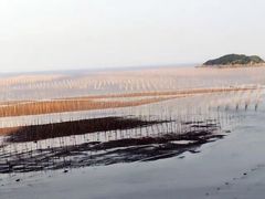 -北岐滩涂